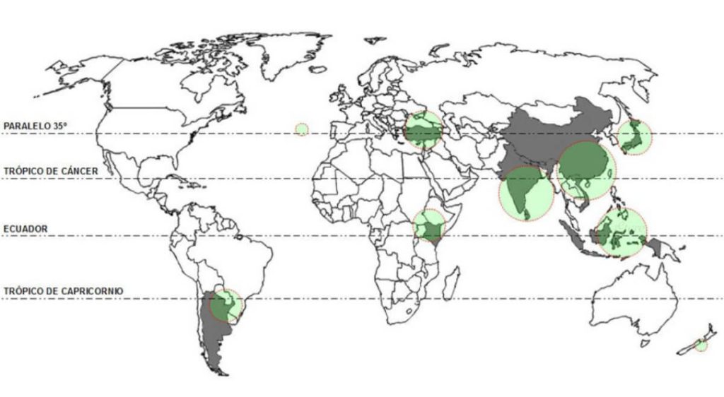 camelia sinensis world
